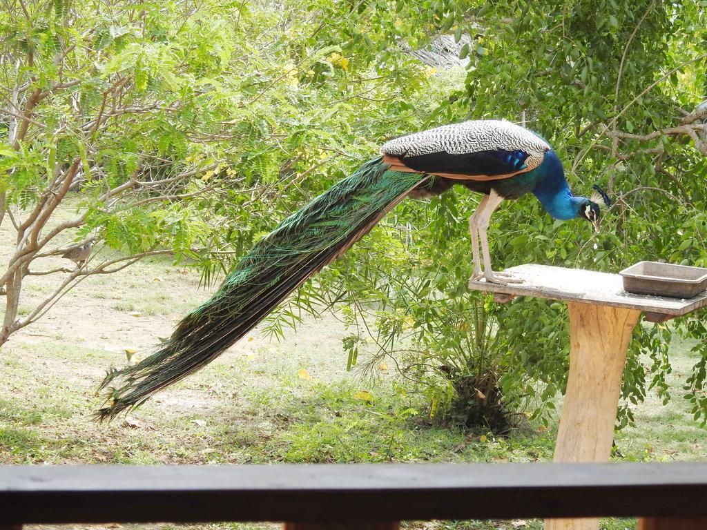 Eagles Nest Cabanas Tangalle Kültér fotó
