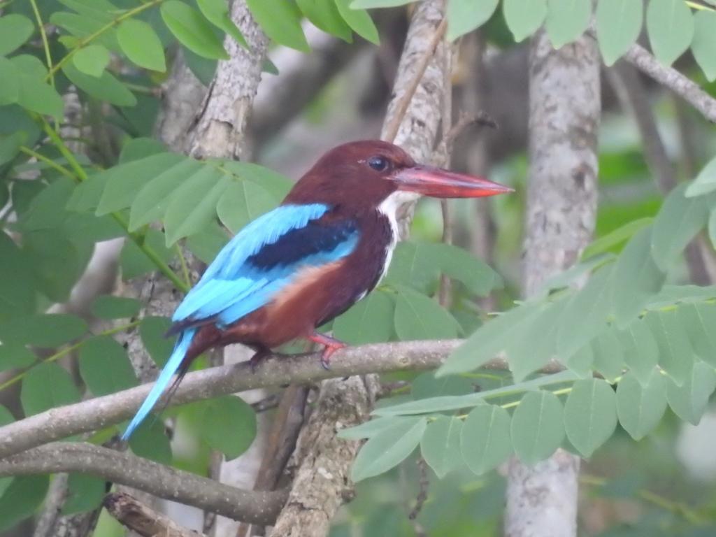 Eagles Nest Cabanas Tangalle Kültér fotó